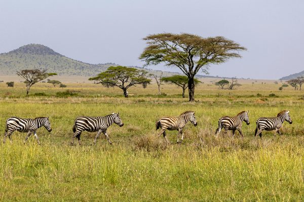 Tanzania Safaris Canva1