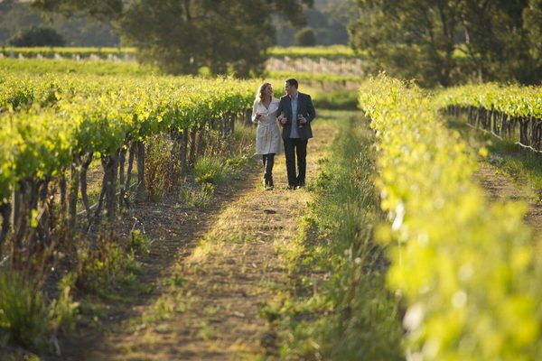 Taste of South Australia vineyards