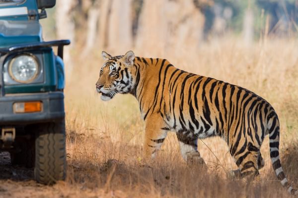 Tiger In Kanha National Park