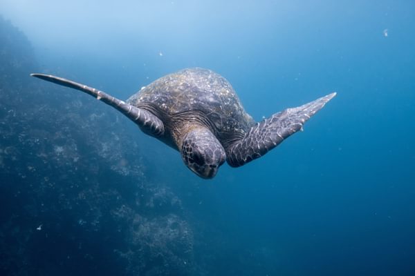 Turtle Galapagos