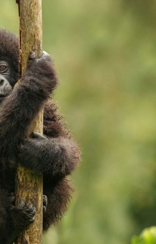 Uganda Baby Gorilla Canva