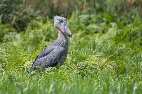 Uganda Birding Holidays Canva