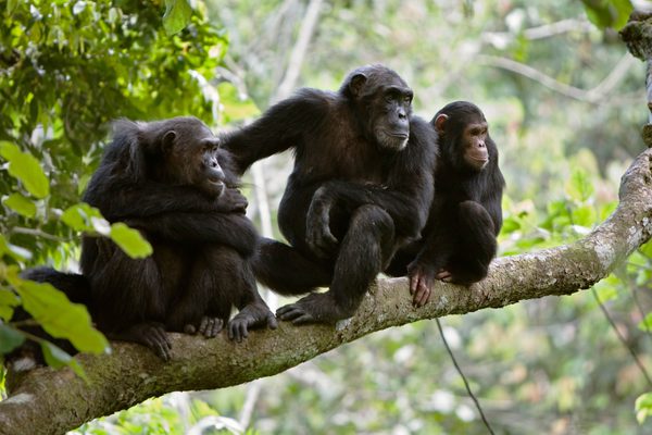 Uganda Chimpanzee Canva