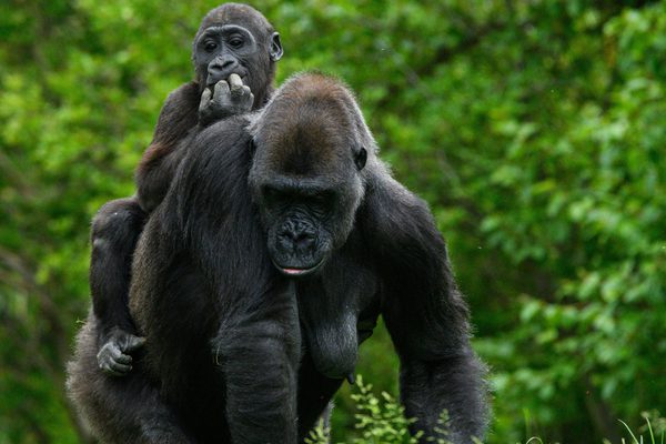 Uganda Gorillas Canva