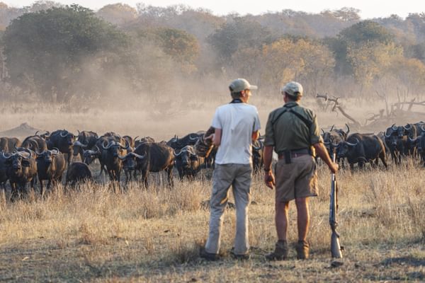 Walking safari