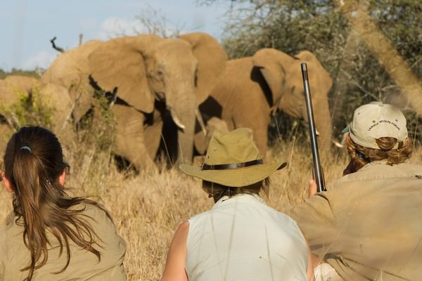 Walking safaris