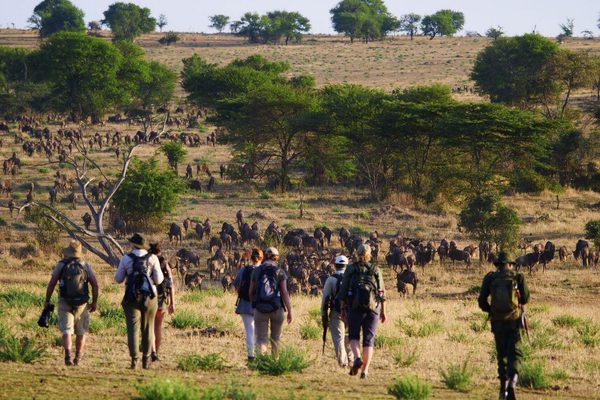 Wayo Walking In Serengeti