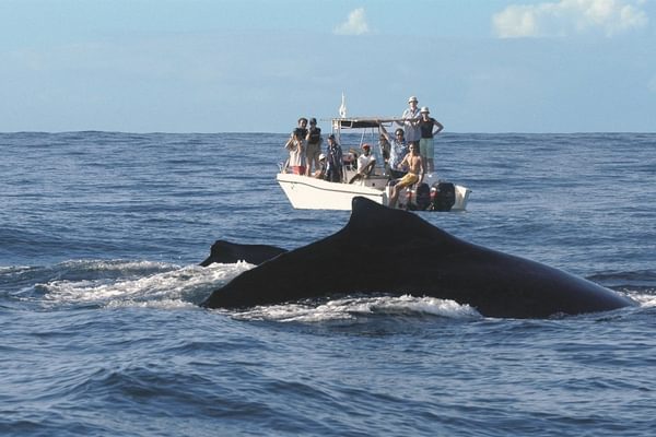Whale Watching Princesse Bora