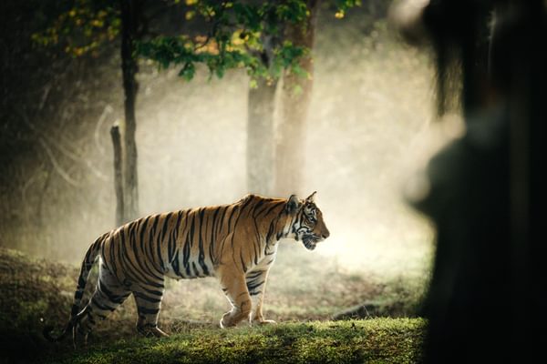 Wild bengal tiger in Kabini forest in India min
