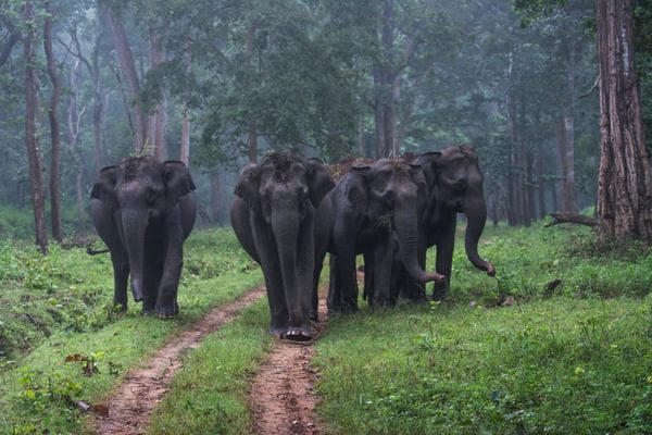 Wild Elephants Strolling At Nagarhole