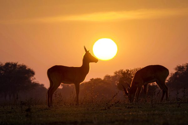 Zambia Safari Zambia Pixabay2
