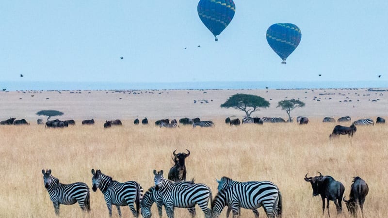 Zebras Safari Masai Mara Kenya