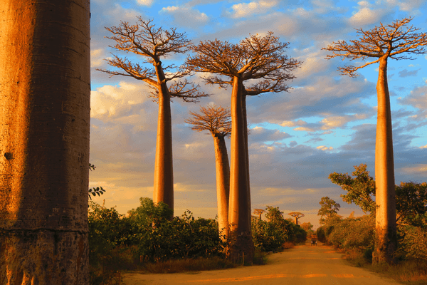 Baobabs Canva pro