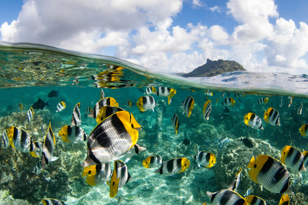 French Polynesia South Pacific Butterfly Fish