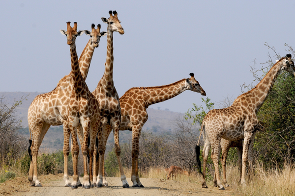 Giraffes in South Africa Canva Pro