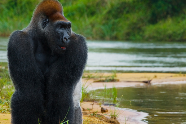 Lowland gorillas in the wild Republic of the Congo Canva Pro