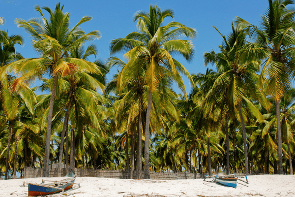 Pangane Beach Mozambique Canva Pro