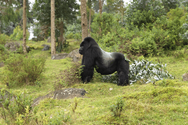 Silverback Gorilla Pnv Rwanda Development Board
